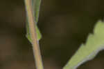 Oakleaf fleabane